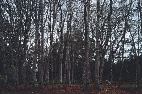 Русский голос редкий лес