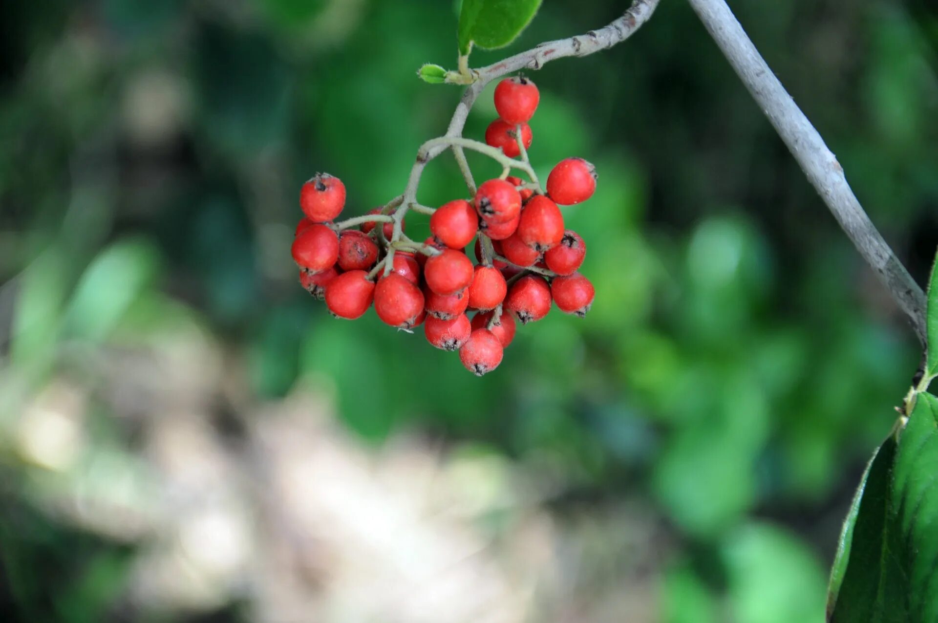Redberry ягода. Красная круглая ягода. Паречка красная. Красные мелкие плоды. Красные ягоды.