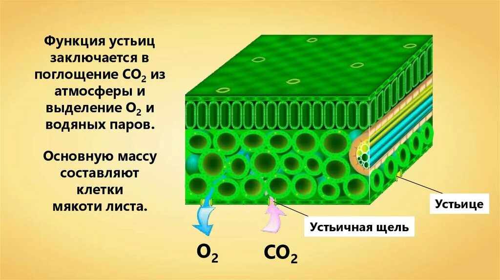 Функция устьица у растений впр