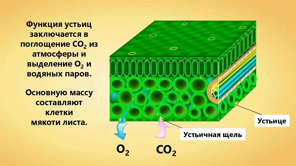 Покровная ткань кожица проводящая ткань впр. Столбчатая губчатая покровная ткань. Строение и клетки листа кутикула. Строение листа биология 6 класс хлоропласты. Биология 6 класс структура клетки листа.