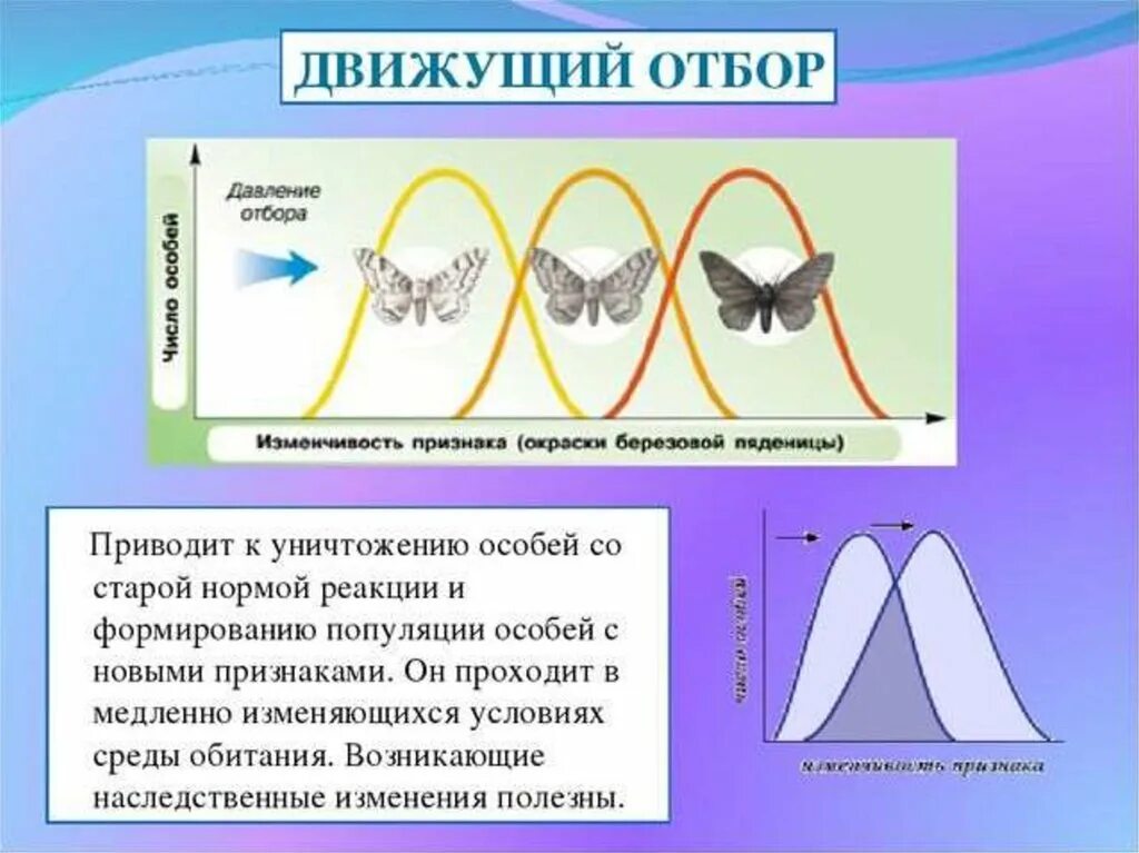 5 примеров естественного отбора. Схема естественного отбора движущий стабилизирующий дизруптивный. Формы отбора биология 11 класс. Презентация формы естественного отбора биология 11 класс. Естественный отбор схема биология.