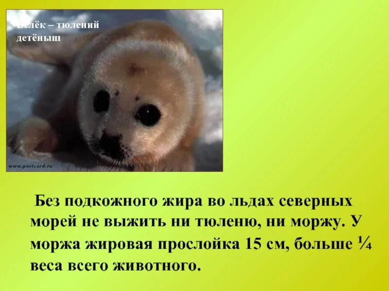 Какие животные запасают жир. Животные которых греет жир. подкожный жир тюленя. какие животные запасают жир на зиму. животные которыемзапасаются на зиму жиром.