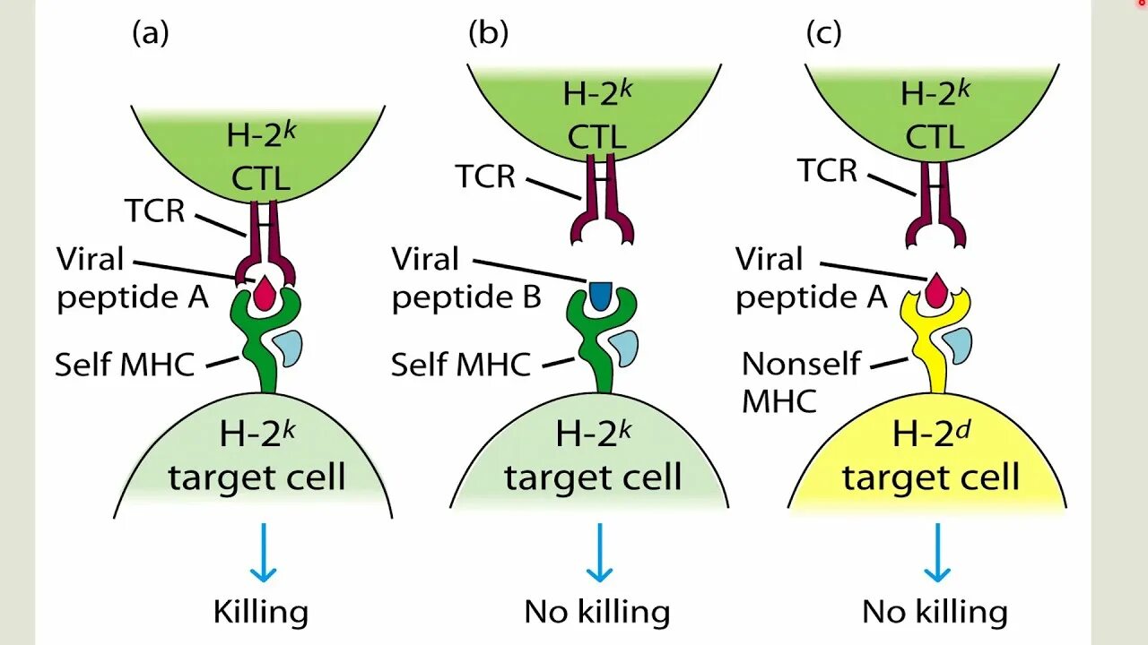 T cell receptor. Mhc рецепторы. tcr рецептор. tcr иммунология. tcr t cell receptor.