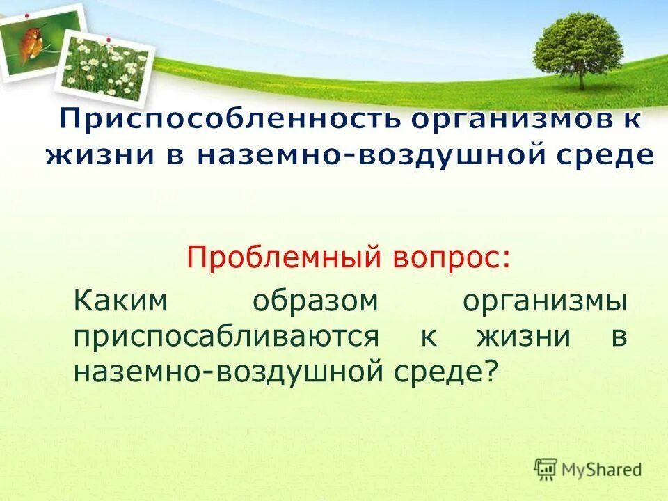 Среда обитания алоэ наземно воздушная. Приспособленность организмов к наземно-воздушной среде. Приспособленность организмов к жизни в наземно-воздушной среде. Приспособленность организмов к наземно-воздушной среде обитания. Приспособленность наземно воздушной среды.