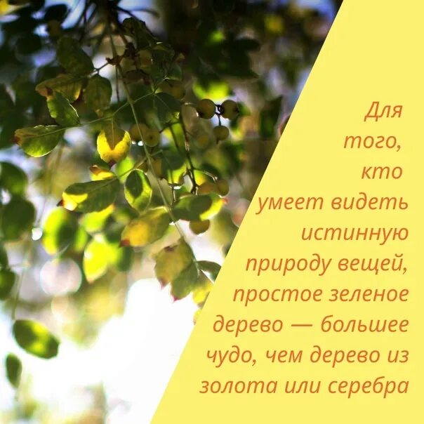 День деревьев цель. День выращивания внутреннего дерева. посадка внутреннего дерева. день посадки деревьев. открытка.