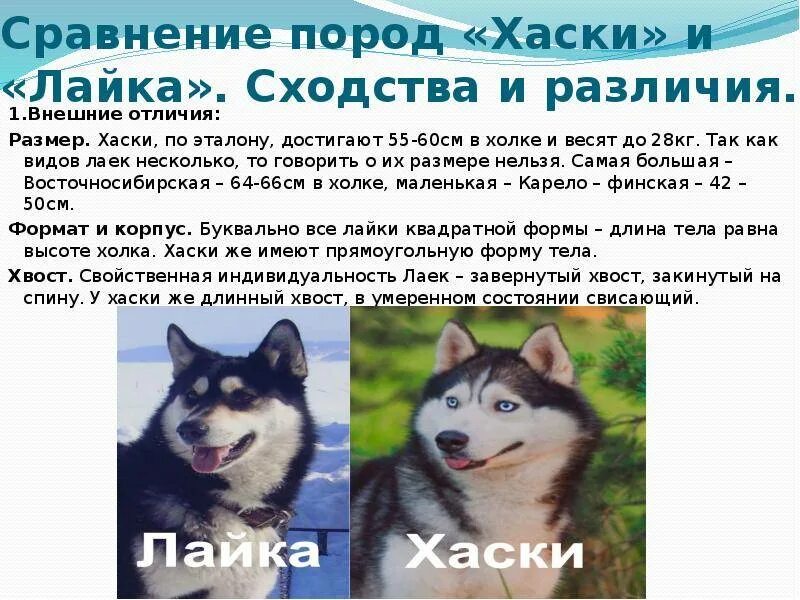 Какого размера хаски. Лайка и хаски. описание хаски. лайка от хаски. хаски и лайка отличия.