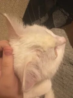 Кот чешет уши чем лечить
