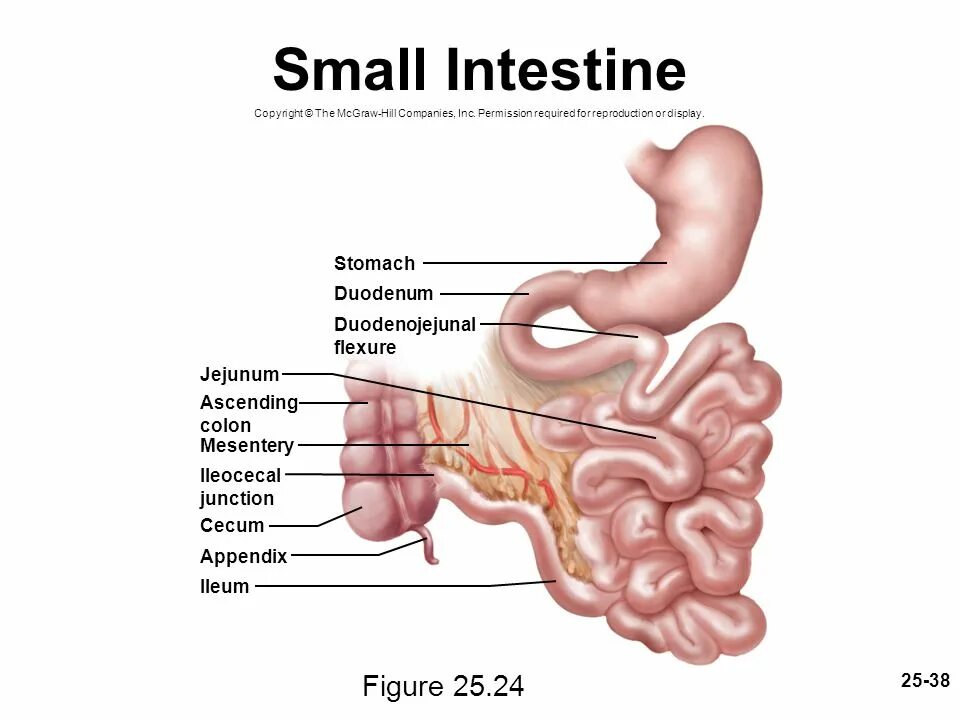 The small intestine. The small intestine