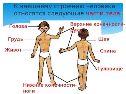 Голова шея туловище конечности