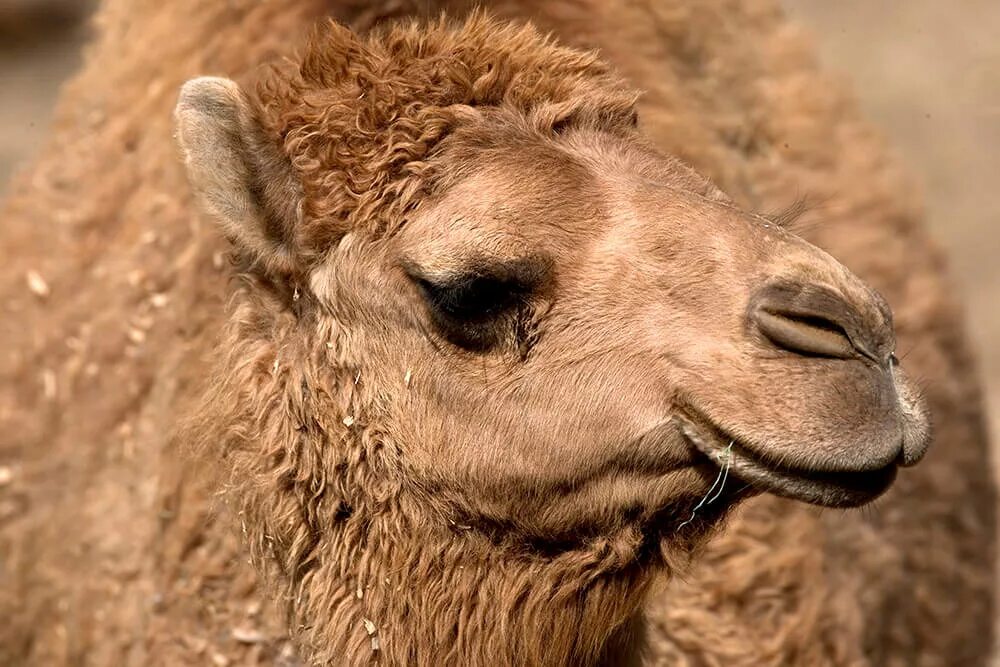Camel шерсть. Шерсть верблюда. верблюжья шерсть. верблюд шерстяной. шерсть верблюдов.