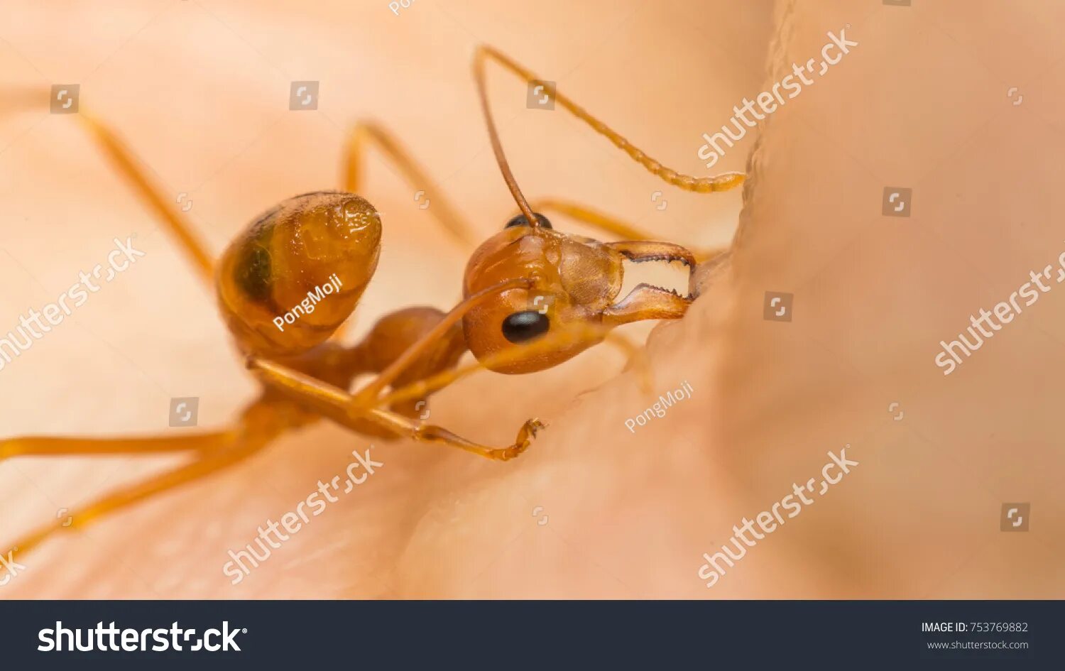 IMPORTED FIRE ANT Imported fire ants have been reported to reduce ground-nesting