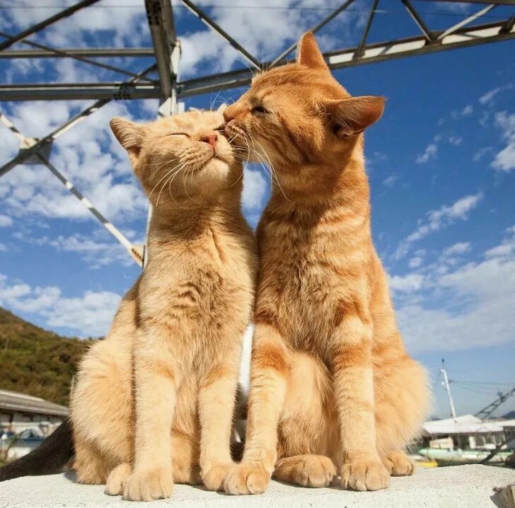 Влюбленные кошки. Котики любовь. Два котика. Кошки обнимашки. Пару милых кисок