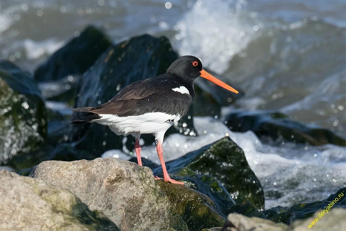 Haematopus ostralegus. Белая птица с длинным клювом. Черная утка с красным клювом. Белая птица с длинным красным клювом. Белая птица с длинным красным клювом.