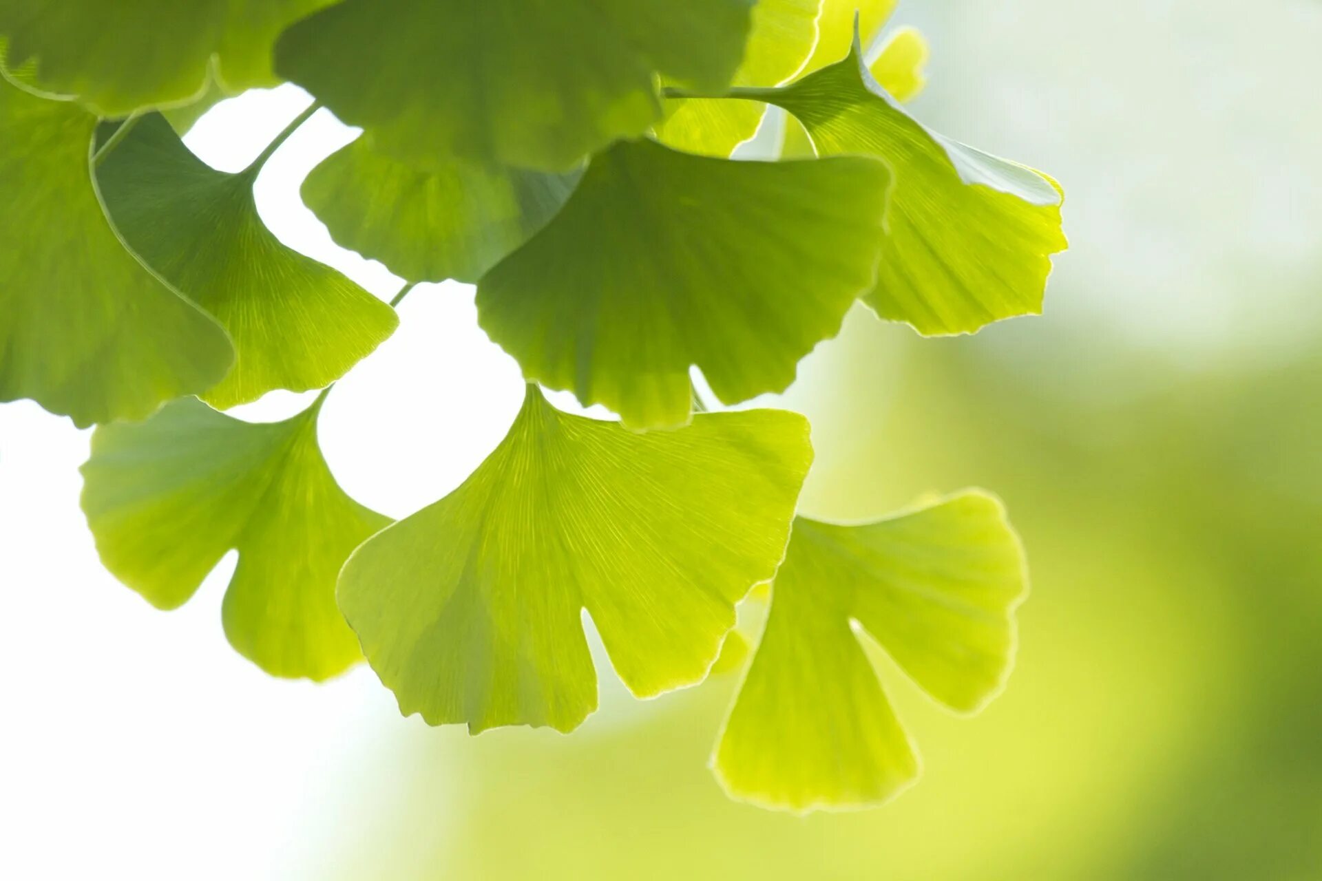 Году гинкго. Гинкго билоба &quot;ginkgo biloba&quot;. гинкго двулопастного листьев. гинкго билоба двулопастный. гинкго двулопастной листья.