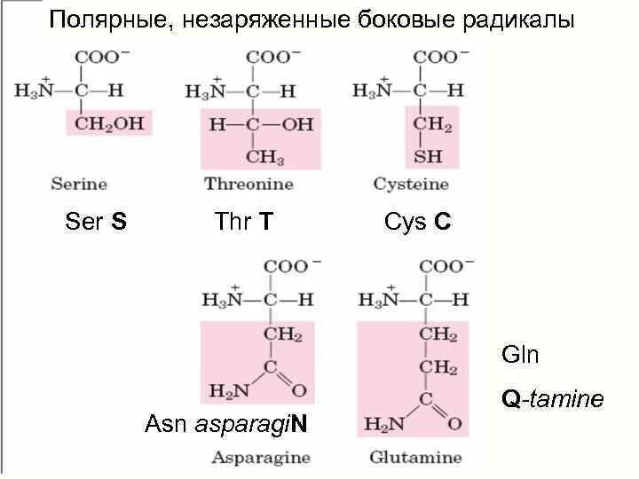 Аминокислоты с неполярными радикалами. Гидрофильные незаряженные аминокислоты. Неполярные гидрофильные аминокислоты. Аминокислоты с неполярным гидрофобным радикалом.