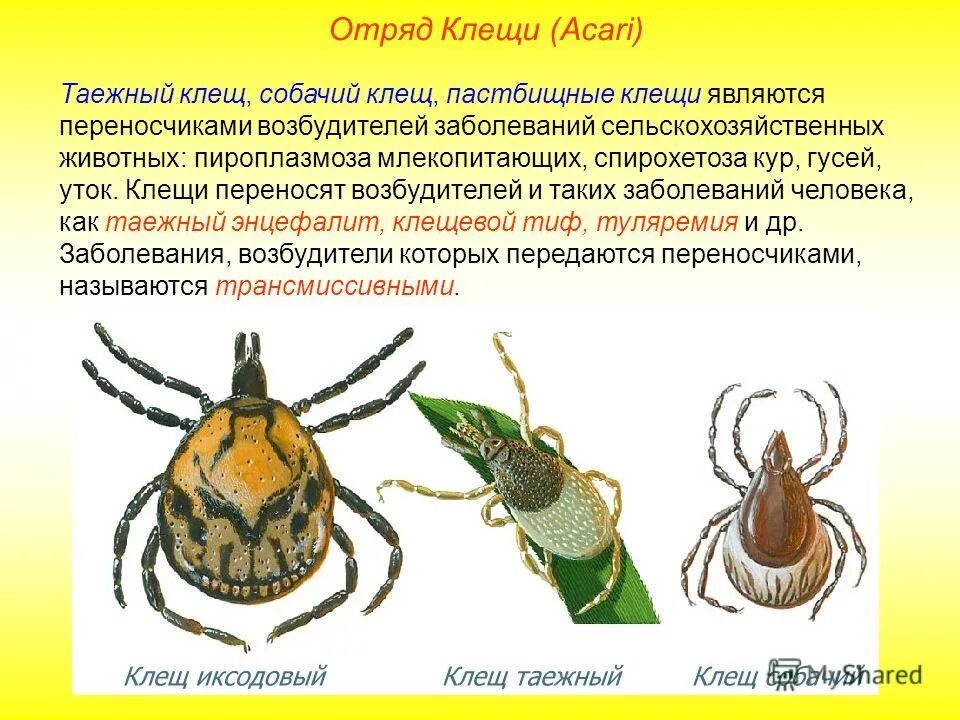 Является переносчиком клеща заболевание. Биология 7 класс паукообразные клещи. Клещ класс паукообразных. Таежный клещ переносчик возбудителя. Таежный клещ является переносчиком возбудителя.