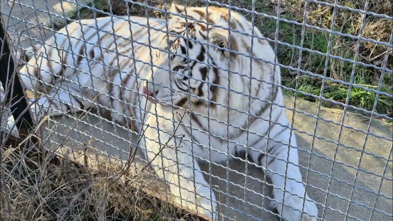 Новости тайгана на ютубе. Парк тигров Тайган. Лев в зоопарке.