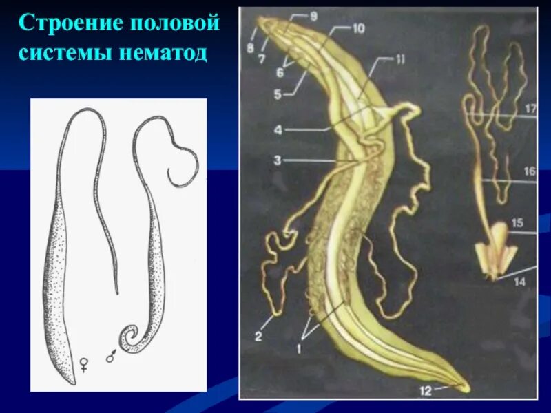 Внутреннее строение аскариды человеческой. Строение половой системы аскариды. Круглые черви нематоды половая система. Системы нематод.