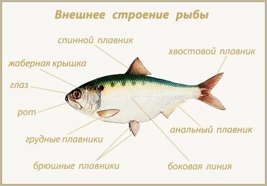 Класс костные рыбы внешнее строение. Внешнее строение рыб органы на туловище. Нервная система костных рыб схема. Выделительная система рыб 7 класс биология. Органы пищеварительной системы у рыб 7 класс.