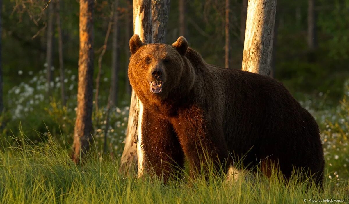бурые медведи книги. бурый медведь красная книга. кавказские бурые медведи красная книга краснодарского края. животные которые занесены в красную книгу бурый медведь. бурый медведь брянской области.
