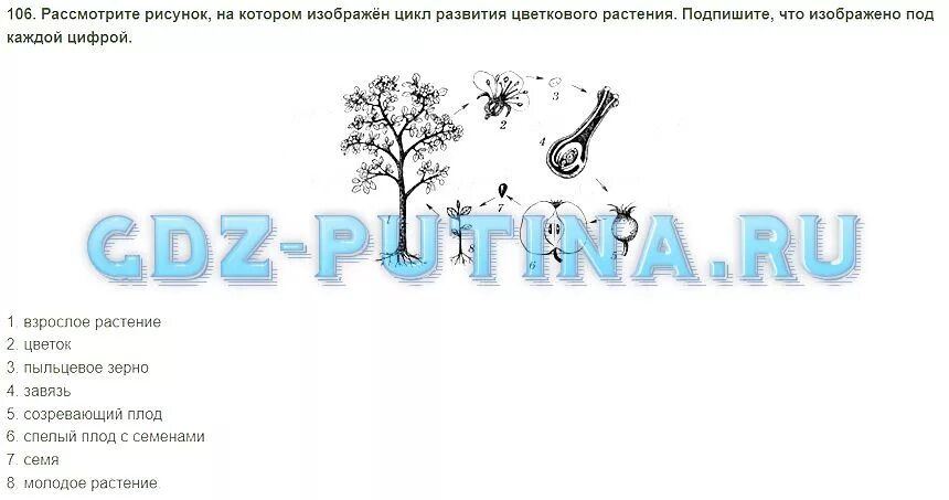 Биология 6 класс стр 143 вопросы. Рассмотрите рисунок на котором изображен цикл развития цветкового. Вопросы по биологии 6 класс Пасечник. На рисунке изображен цикл развития.