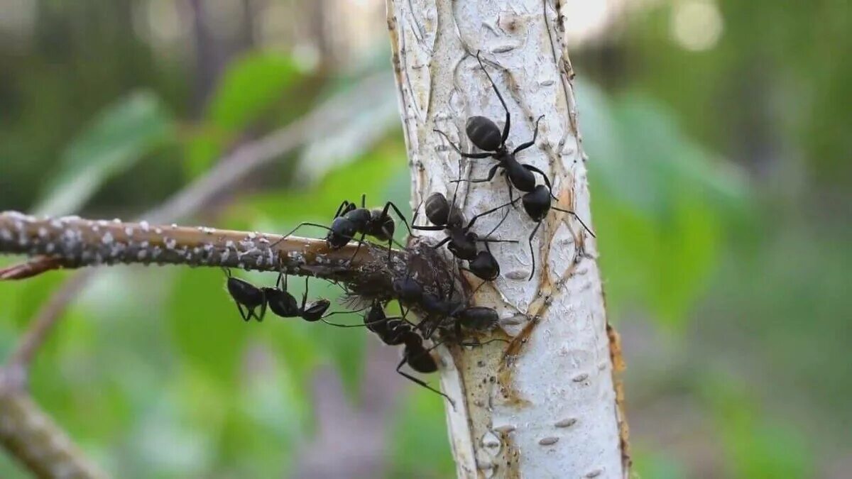 Среда обитания насекомых. Муравей древоточец Муравейник. Чёрный муравей-древоточец. Муравей древоточец. Гнездо муравьев древоточцев.