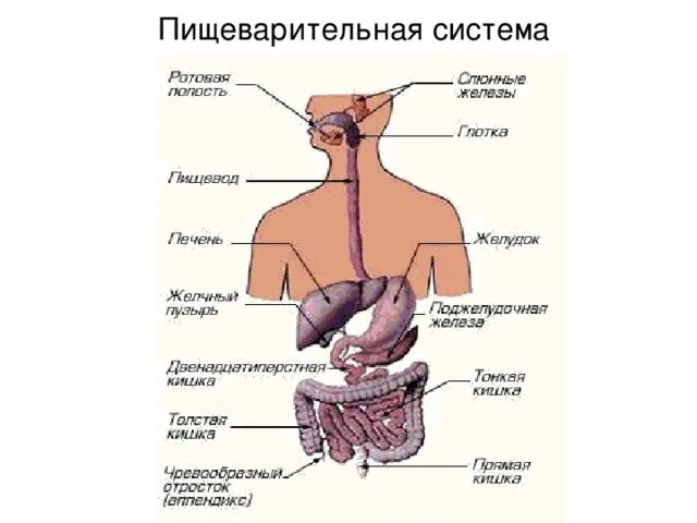 ПИЩЕВАРЕНИЕ это... Что такое ПИЩЕВАРЕНИЕ?