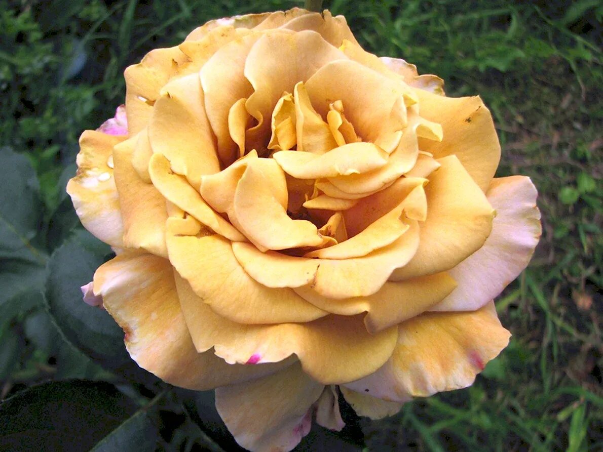 Хани дижон. Хани дижон. Хани дижон. Хани дижон. Хани дижон.