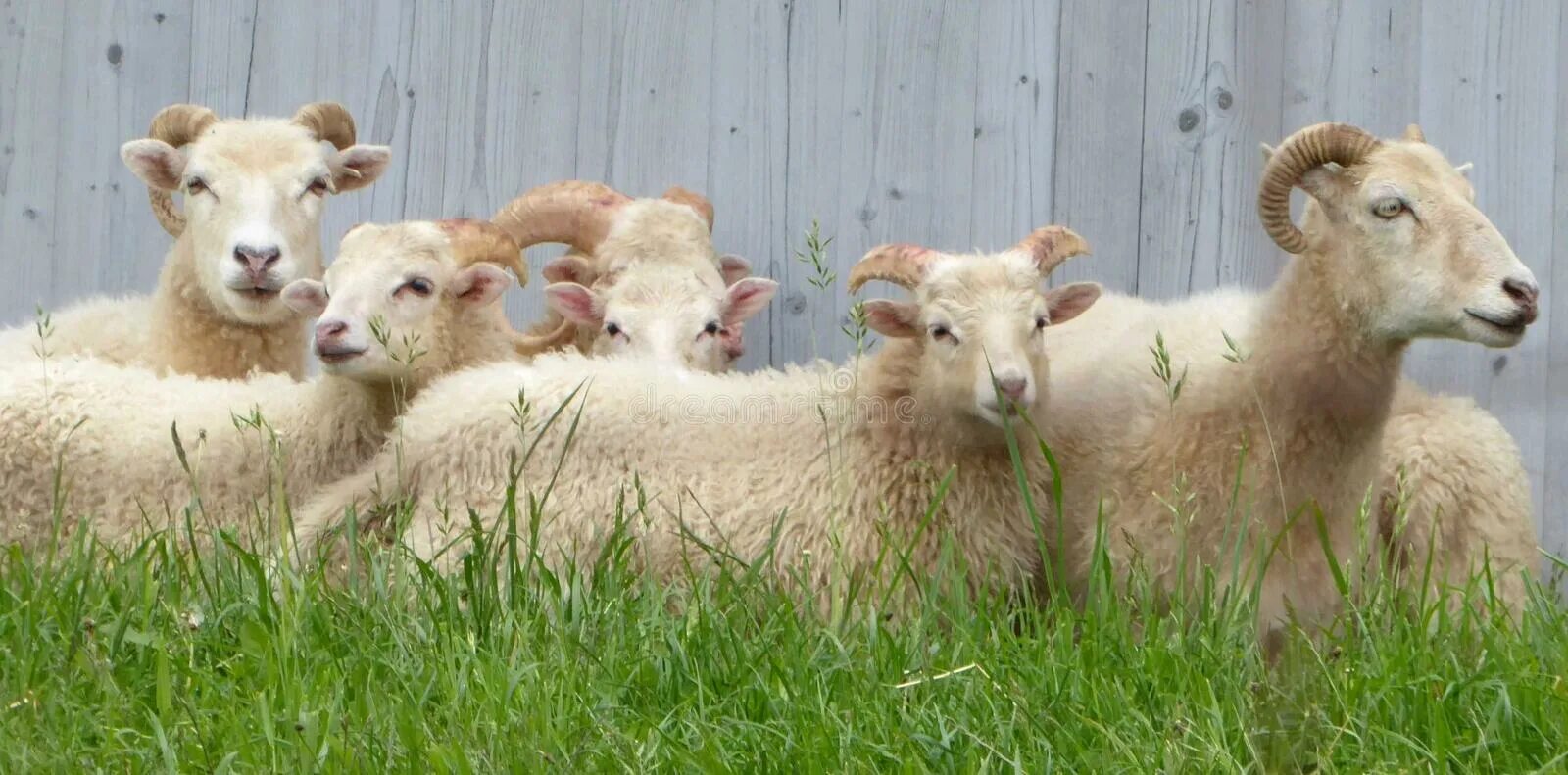 Tree sheep