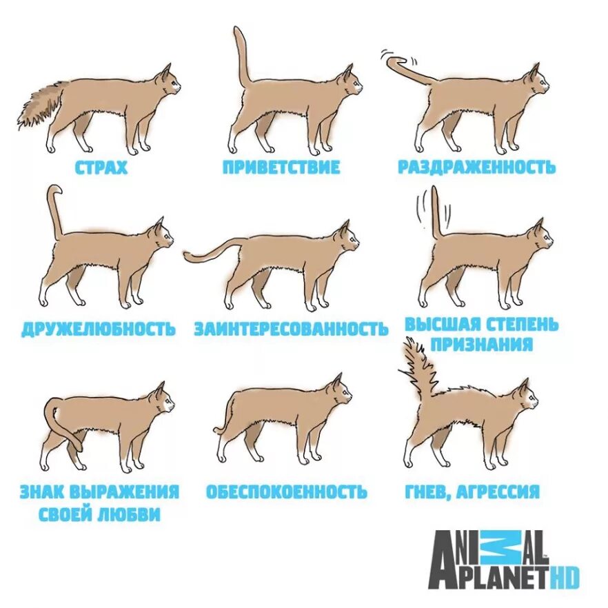 Почему коты говорят