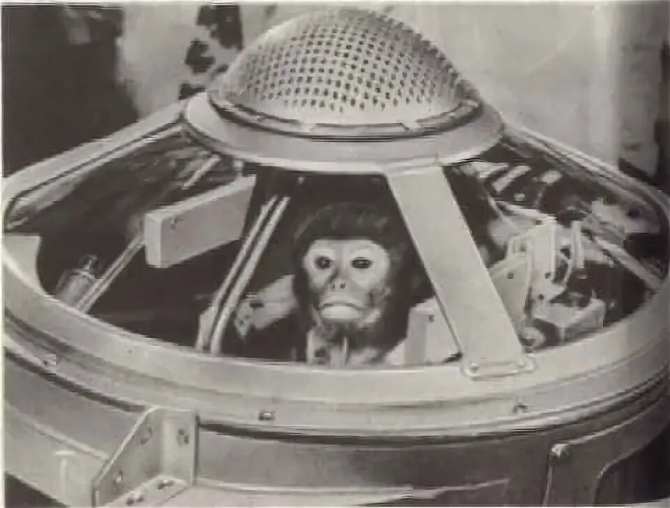Обезьяна полетела в космос. Шимпанзе Хэм космонавт. Макак резус Эйбл и Мисс Бейкер в космосе. Обезьяны летали в космос.