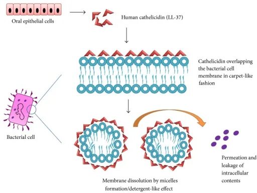 Кателицидин ll-37. Механизм действия хлоргексидина схема. Кателицидин антимикробный пептид. Кателицидины антимикробный механизм.