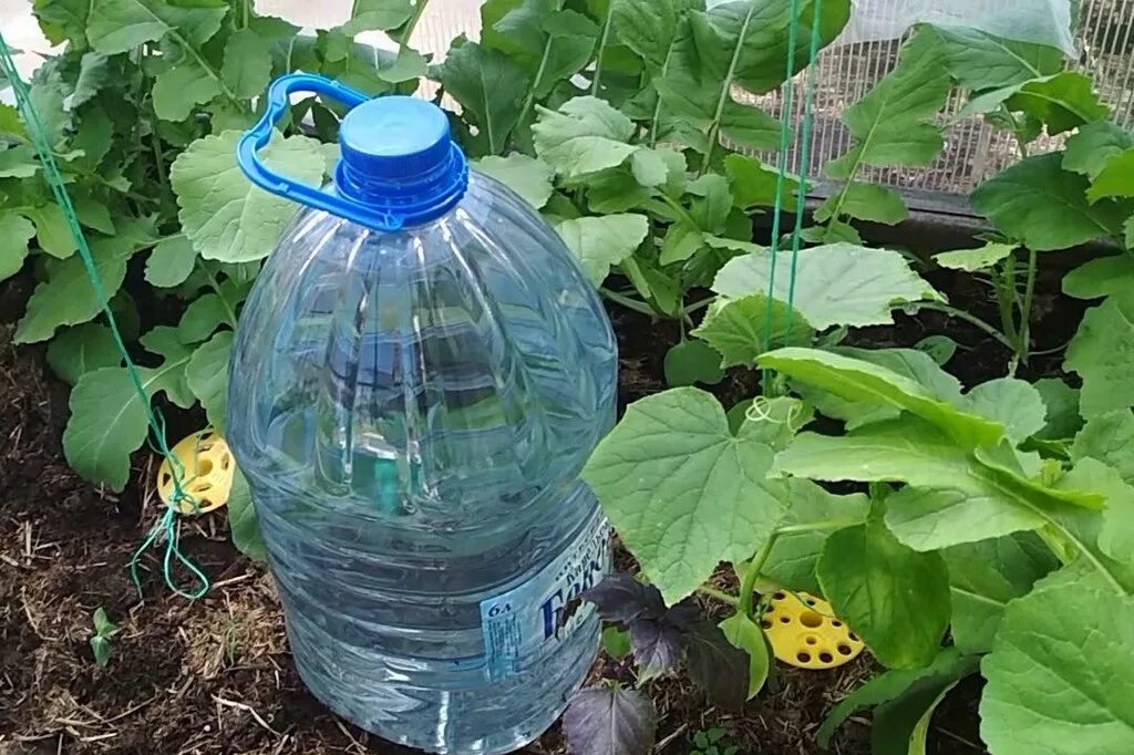 Капельный полив из пластиковых бутылок. Капельный полив из пятилитровой пластиковой бутылки. Капельный полив из пластиковых бутылок. Капельный полив из пятилитровой пластиковой бутылки. Капельный полив из пятилитровой пластиковой бутылки.