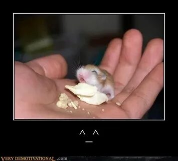 Чем пахнут хомяки