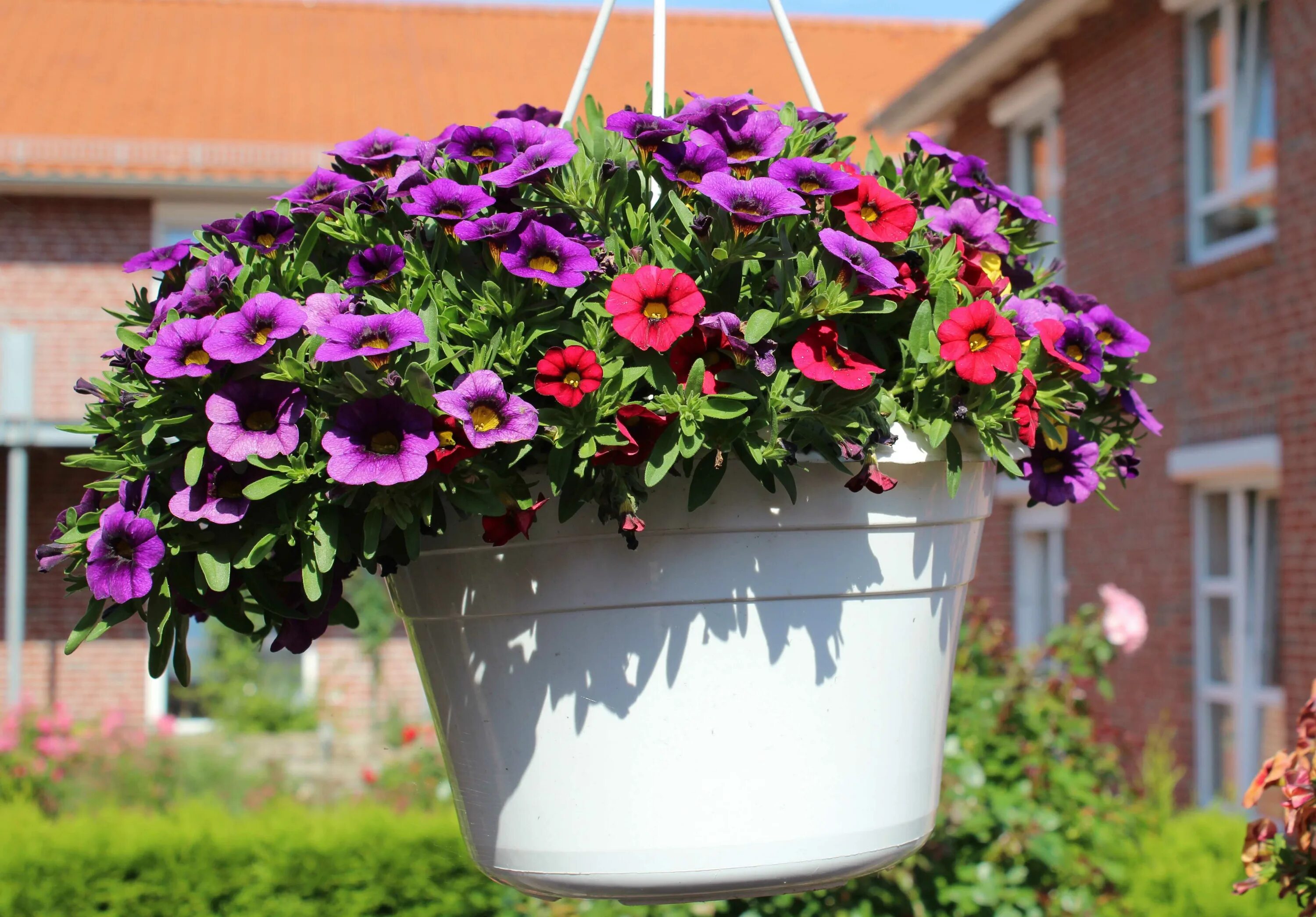 Home-Dzine - Create a Petunia flower cascade Flower tower, Flower garden design,