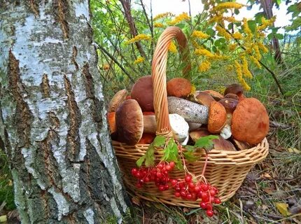 Русский лес грибы и ягоды