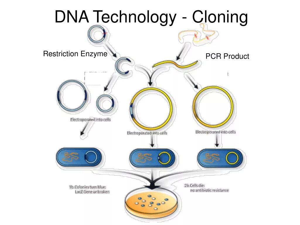 Клонирование плазмиды. Метод рекомбинантных плазмид схема. Метод рекомбинантных плазмид этапы. Клонирование бактерий схема. Бактерия с рекомбинантной ДНК.