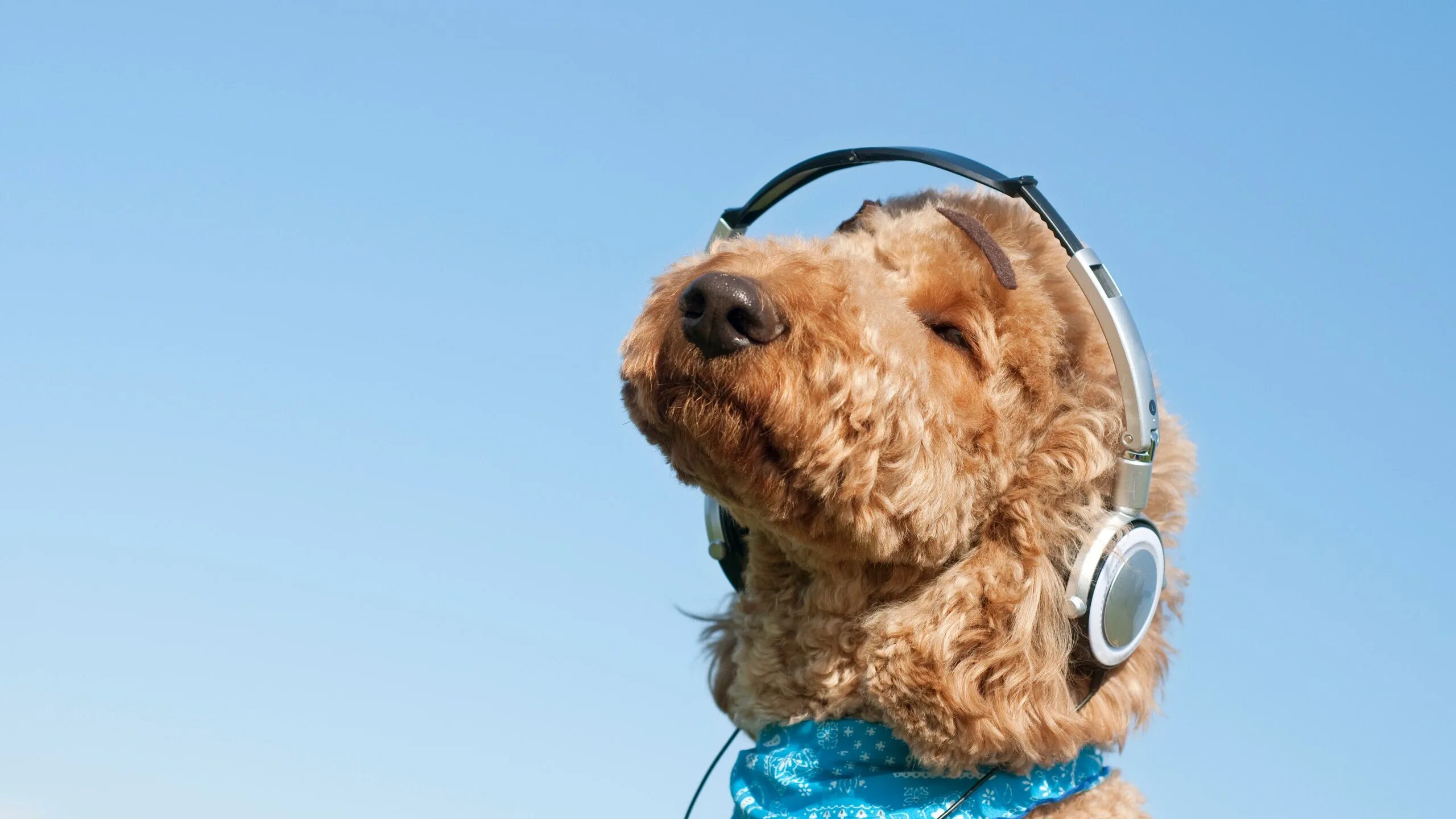 Включи песню собак. Собака с наушниками. Собака слушает. Собака слушает музыку. Пес в наушниках.
