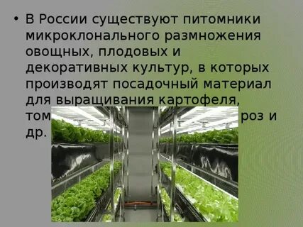 Микроклональное размножение животных