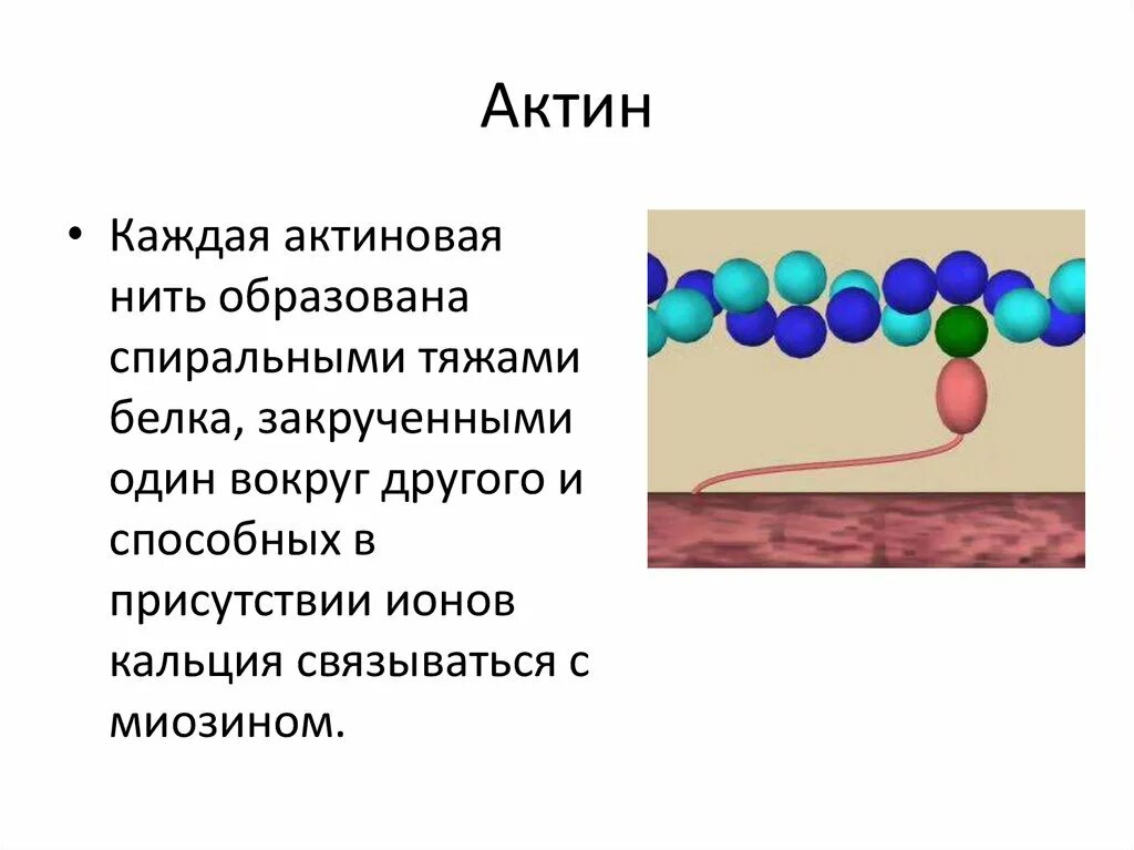 Актин структура белка. Строение нити актина. Белок актин. Актин строение и функции. Нити актина