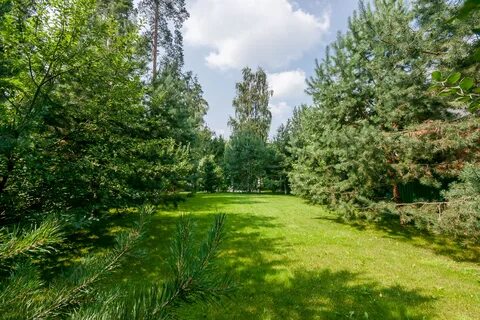 Снять лесная поляна