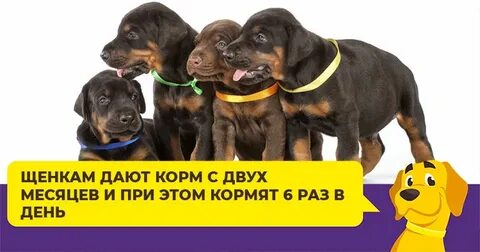 Щенок добермана корм