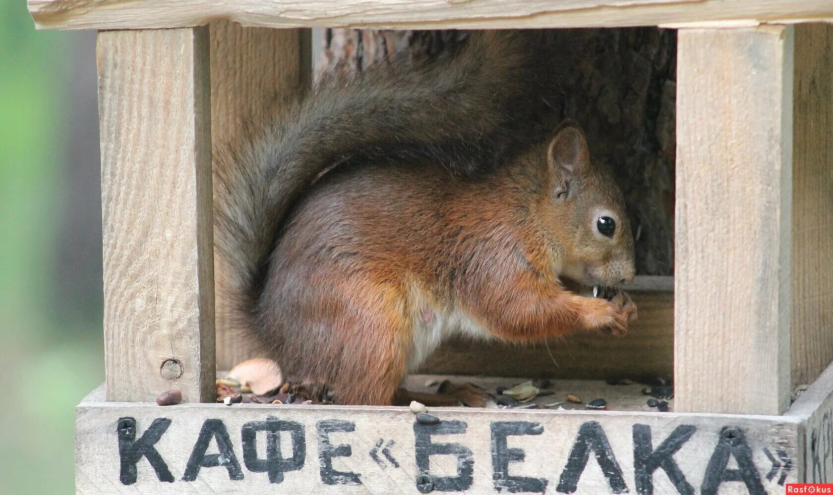 жизнь белок. образ жизни белки.