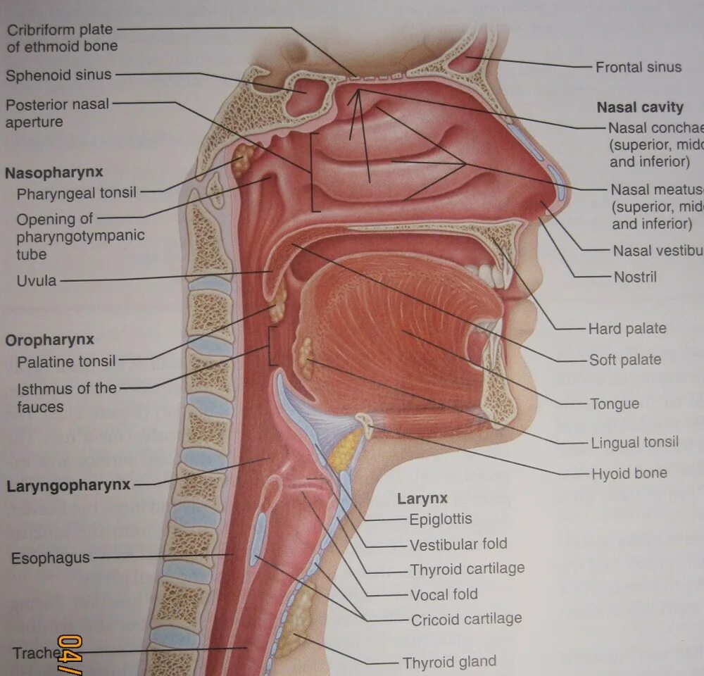 Полость носа и гортань. Ротоглотка и носоглотка анатомия. Носоглотка ротоглотка гортань. Нос носоглотка гортань анатомия.