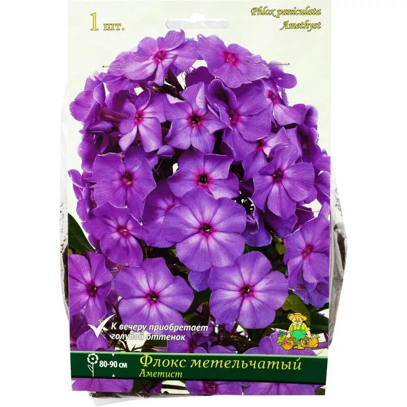 Флокс метельчатый семена. Флокс метельчатый аметист. флокс phlox amethyst. флокс метельчатый аметист 1 шт. флокс аметист колорлайн.