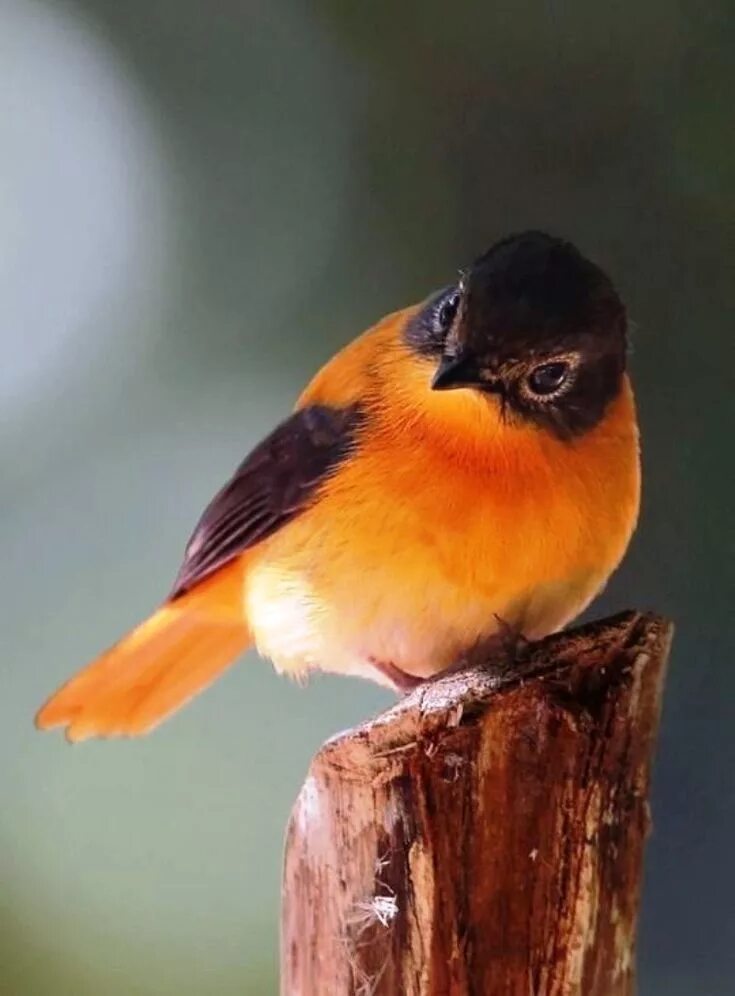 Огненный мухоед птица. Птичка кенар оранжевый. Red bishop птица. Оранжевая птичка как называется. Птичка с оранжевой шеей.