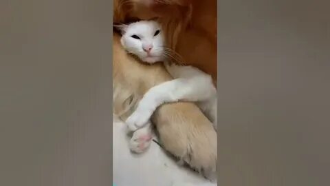 Отпусти кошку