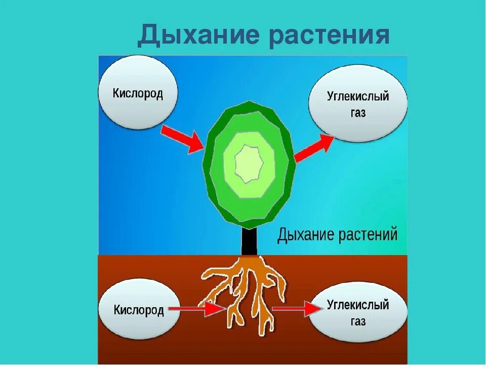 Как называется дыхание растений. Дыхание растений. растения дышат кислородом. растения дышат углекислым газом. условия дыхания растений схема.