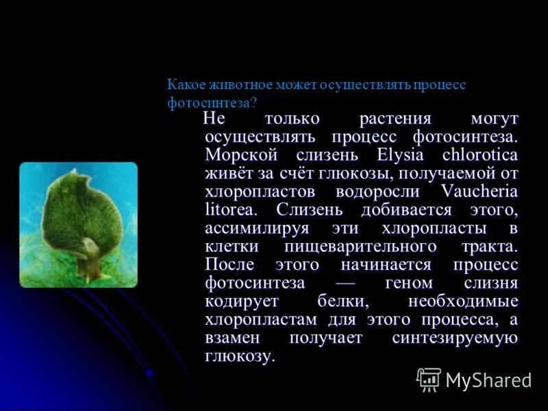 Интересные факты. Мозг дельфина и человека. Живые организмы. Интересные факты о биологии. 5 фактов о живых организмах.