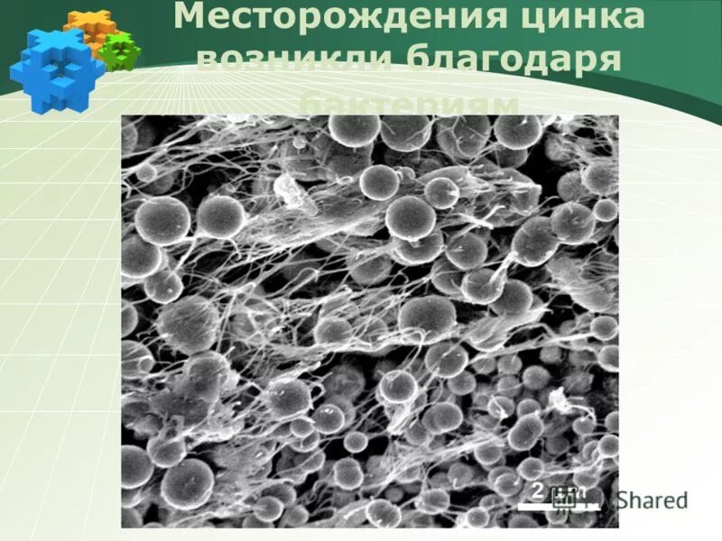 О микроорганизмы escherichia coli. Это мельчайшие живые существа которые обитают всюду. Бактерии это мельчайшие живые существа. Органы движения бактерий микробиология. Благодаря бактериям.